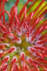 USA, Washington State, Seabeck. Close-up of nodding pincushion flower. Art Print